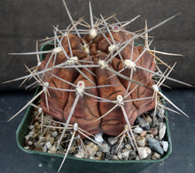 Load image into Gallery viewer, Gymnocalycium griseopallidum