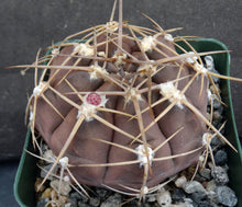 Load image into Gallery viewer, Gymnocalycium griseopallidum