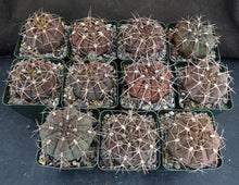 Load image into Gallery viewer, Gymnocalycium griseopallidum