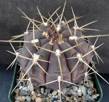 Load image into Gallery viewer, Gymnocalycium griseopallidum