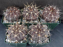 Load image into Gallery viewer, Gymnocalycium griseopallidum