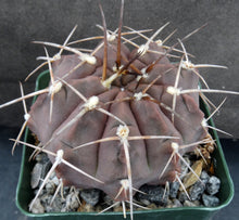 Load image into Gallery viewer, Gymnocalycium griseopallidum