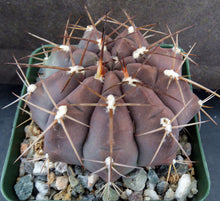 Load image into Gallery viewer, Gymnocalycium griseopallidum