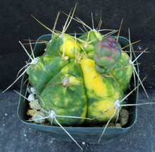 Load image into Gallery viewer, Gymnocalycium horstii 'variegata' Variegated