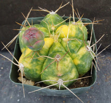 Load image into Gallery viewer, Gymnocalycium horstii 'variegata' Variegated
