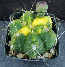 Load image into Gallery viewer, Gymnocalycium horstii 'variegata' Variegated