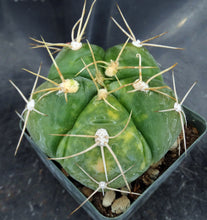 Load image into Gallery viewer, Gymnocalycium horstii 'variegata' Variegated (B)