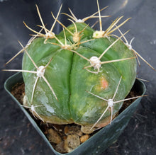 Load image into Gallery viewer, Gymnocalycium horstii 'variegata' Variegated (B)