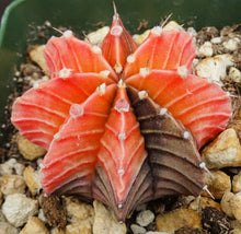 Load image into Gallery viewer, Gymnocalycium friedrichii Agua Dulce LB2178 Variegated (A)