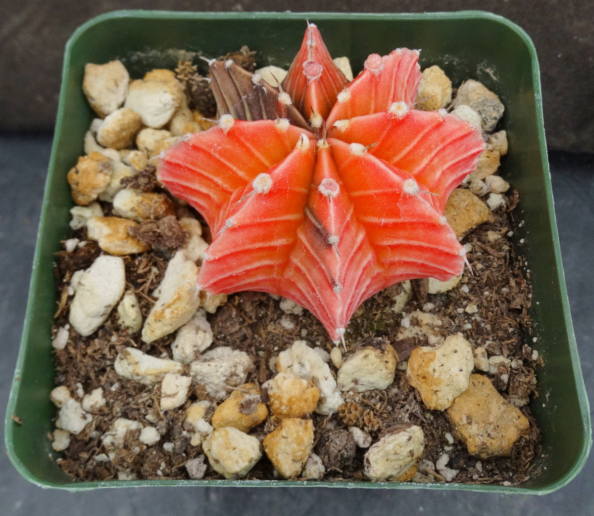 Gymnocalycium friedrichii Agua Dulce LB2178 Variegated (A) – Kyle's Plants