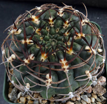 Load image into Gallery viewer, Gymnocalycium marsoneri