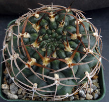 Load image into Gallery viewer, Gymnocalycium marsoneri