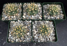 Load image into Gallery viewer, Gymnocalycium neohuberi