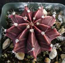 Load image into Gallery viewer, Gymnocalycium mihanovichii v. 'Hibotan' Purple-Black form