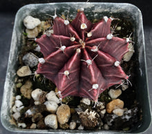 Load image into Gallery viewer, Gymnocalycium mihanovichii v. 'Hibotan' Purple-Black form