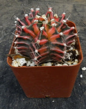 Load image into Gallery viewer, Gymnocalycium Hybrid Red