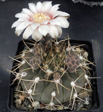 Load image into Gallery viewer, Gymnocalycium piricarpum