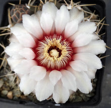 Load image into Gallery viewer, Gymnocalycium piricarpum