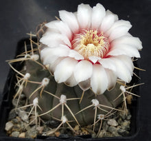 Load image into Gallery viewer, Gymnocalycium piricarpum