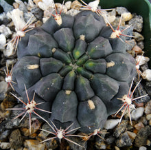 Load image into Gallery viewer, Gymnocalycium leeanum (aka reductum)