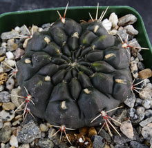 Load image into Gallery viewer, Gymnocalycium leeanum (aka reductum)
