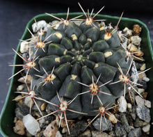 Load image into Gallery viewer, Gymnocalycium leeanum (aka reductum)