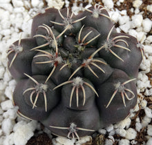 Load image into Gallery viewer, Gymnocalycium robustum *Purple black cactus w/ great spines*