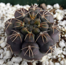 Load image into Gallery viewer, Gymnocalycium robustum *Purple black cactus w/ great spines*