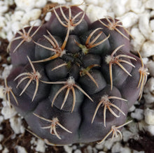 Load image into Gallery viewer, Gymnocalycium robustum *Purple black cactus w/ great spines*