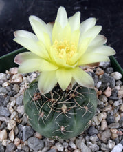 Load image into Gallery viewer, Gymnocalycium schatzlianum