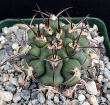 Load image into Gallery viewer, Gymnocalycium schickendantzii
