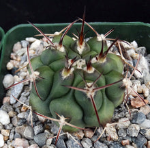 Load image into Gallery viewer, Gymnocalycium schickendantzii