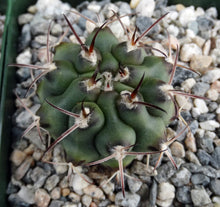 Load image into Gallery viewer, Gymnocalycium schickendantzii