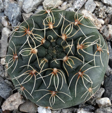 Load image into Gallery viewer, Gymnocalycium schreiteri