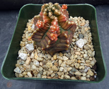 Load image into Gallery viewer, Gymnocalycium 'Transformer' *Monstrose*