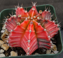 Load image into Gallery viewer, Gymnocalycium friedrichii Variegata Variegated (B)
