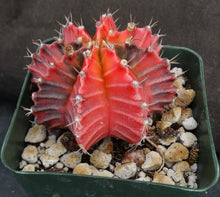 Load image into Gallery viewer, Gymnocalycium friedrichii Variegata Variegated (B)