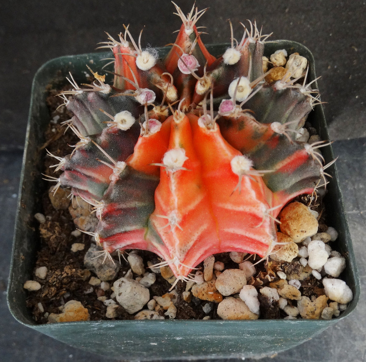 gymvare1_1200x1200.jpg?v=