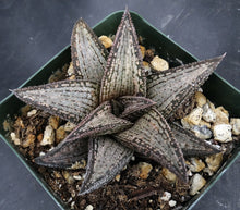 Load image into Gallery viewer, Haworthia 'Kintaikyo'