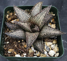 Load image into Gallery viewer, Haworthia 'Kintaikyo'
