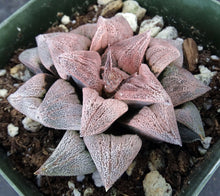 Load image into Gallery viewer, Haworthia cv. 'Anika' Pink Korean Hybrid!
