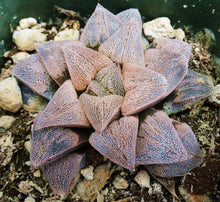Load image into Gallery viewer, Haworthia cv. 'Anika' Pink Korean Hybrid!