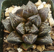 Load image into Gallery viewer, Haworthia cv. 'Atrox' Korean Hybrid