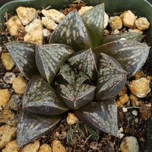 Load image into Gallery viewer, Haworthia cv. 'Atrox' Korean Hybrid