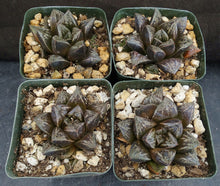 Load image into Gallery viewer, Haworthia cv. 'Atrox' Korean Hybrid