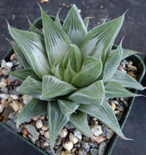 Load image into Gallery viewer, Haworthia 'White Ghost'