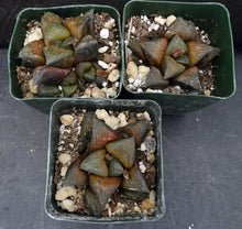 Load image into Gallery viewer, Haworthia 'Desert Iron'
