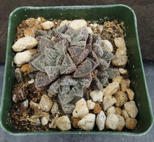 Load image into Gallery viewer, Haworthia 'Korizato'