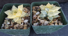 Load image into Gallery viewer, Haworthia retusa 'variegata' Variegated