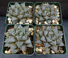 Load image into Gallery viewer, Haworthia x 'Musin' *Korean Hybrid*